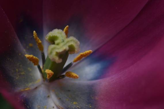 Claudiocarles en Hamelin: Flora  (Majadahonda), #flora21 