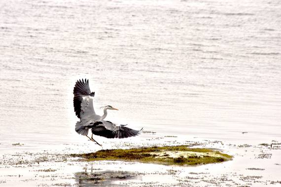 Haulpa en Hamelin: Fauna  (Brodick), Ardea cinerea, Grey heron is 1 m long and 1,5-2 m wingspan, feeding on small mammals, fishes and Insects. 
#Aves21