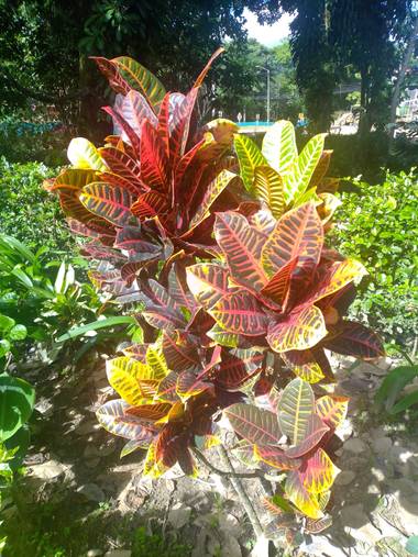 degent07 en Hamelin: Fauna  (Ibagué), Gama de colores 