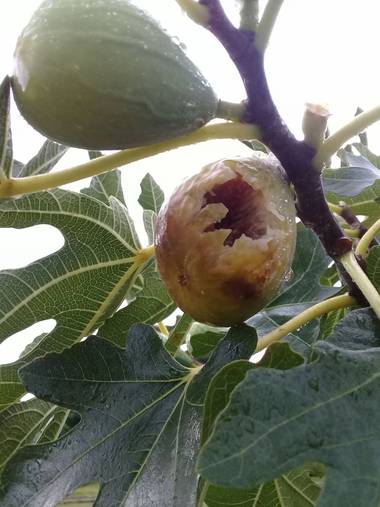 Supra3179 en Hamelin: Flora  (Chajarí), Ficus carica, Higos para hacer dulce, alguno los dejo para que se alimenten los pajaros ...