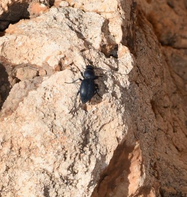 Solerantonio2 en Hamelin: Fauna  (Almería), Insecto