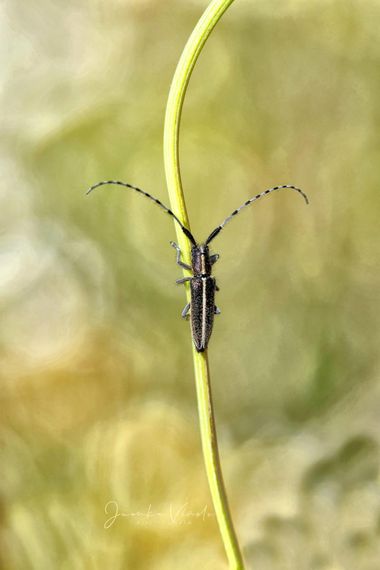 Juankafv en Hamelin: Fauna  (Málaga), Agapanthia cardui (Linnaeus, 1767), Algo sobre la especie

Agapanthia cardui se distribuye por el sur y centro de Eur...