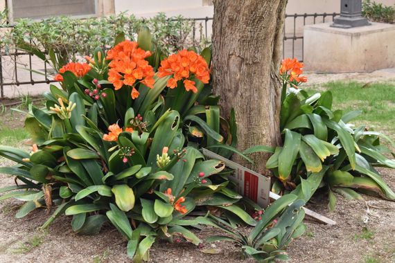 Solerantonio2 en Hamelin: Flora  (Almería), Planta