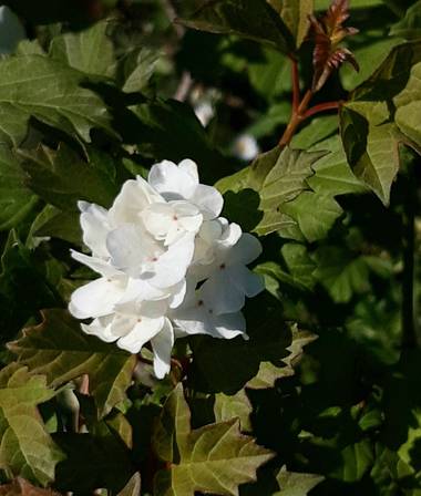 Mpinfante en Hamelin: Flora, .