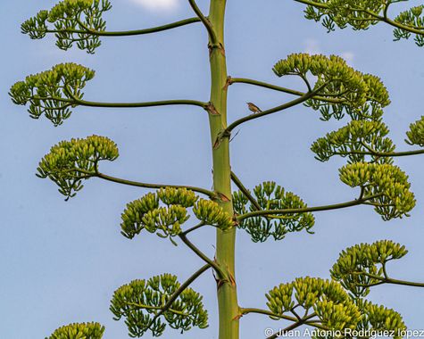 Jjarolo en Hamelin: Flora  (Las Palmas de Gran Canaria), Agave Americana, #grancanaria #laspalmasdegrancanaria #pita #pitera #agave # agaveamericana #cana...