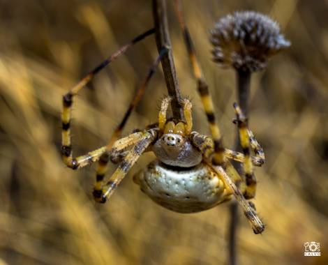 Acorazado3000 en Hamelin: Fauna  (Málaga), Araña Tigre, en la Presa del Limonar (Málaga)

#fotografiacarloscalvo #arañatigre #aracnido #aracnidos #scytodes...