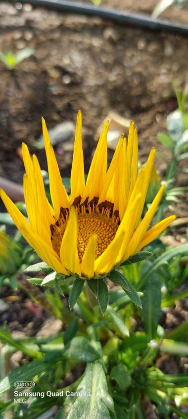 Apasnau75 en Hamelin: Flora  (Vélez-Málaga), Parece un sol...