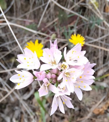 Solerantonio2 en Hamelin: Flora  (Turrillas), Allium roseum, Planta