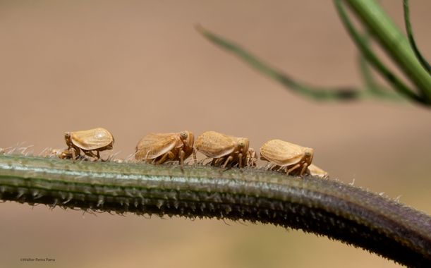ComunicarCaminante en Hamelin: Fauna  (Sinnai), Las ninfas saltarinas y ojos grandes.

#hamelin #insectos #insecto #insect #phonature 