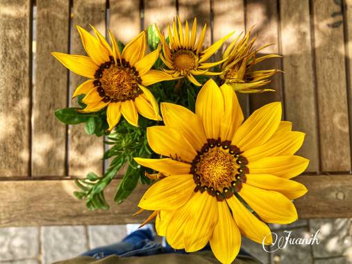 Juanih.espi en Hamelin: Flora, Gazania rigens, 🌼