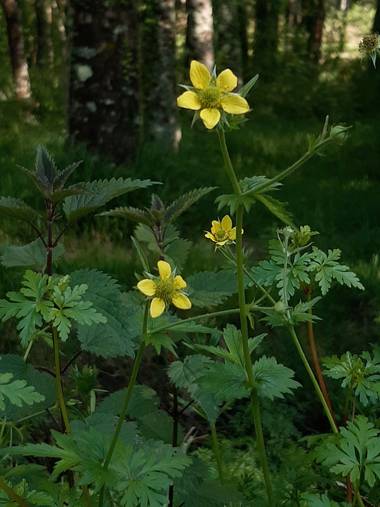 Mpinfante en Hamelin: Flora, Geum macrophyllum, .