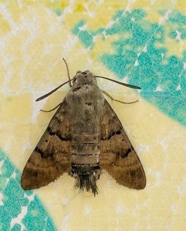 su en Hamelin: Fauna  (Costa del Sol Occidental), #insectos 