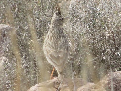 Solerantonio2 en Hamelin: Fauna  (Níjar), Galerida theklae A.E.Brehm, 1857, Cogujada comun