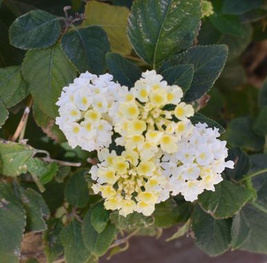 Solerantonio2 en Hamelin: Flora  (Almería), Planta