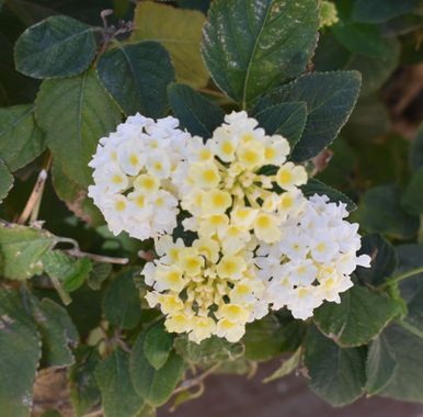 Solerantonio2 en Hamelin: Flora  (Almería), Planta