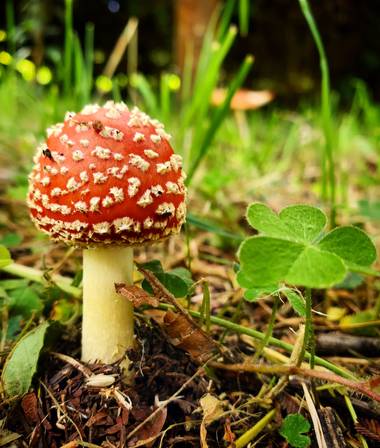 Dianarubiot en Hamelin: Observación  (La Calera), #amanita #bosque