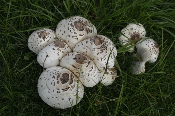 Solerantonio2 en Hamelin: Observación  (El Rompido), Hongos 