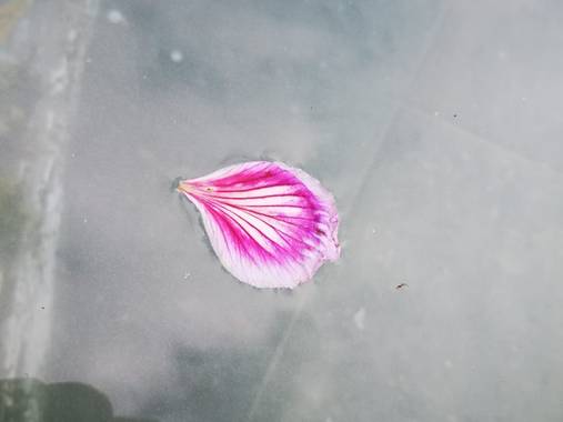 Laauritaconde en Hamelin: Flora  (Telde), Soledad 🌺
#flor #petalo #naturaleza 
#hamelin #flores #agua 