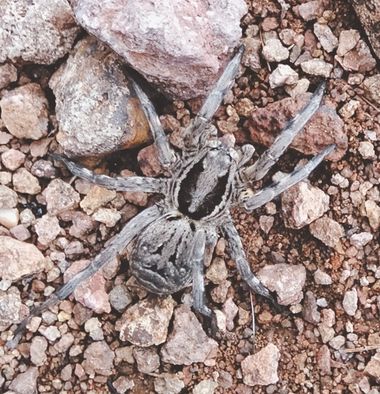 Solerantonio2 en Hamelin: Fauna  (Níjar), Insecto