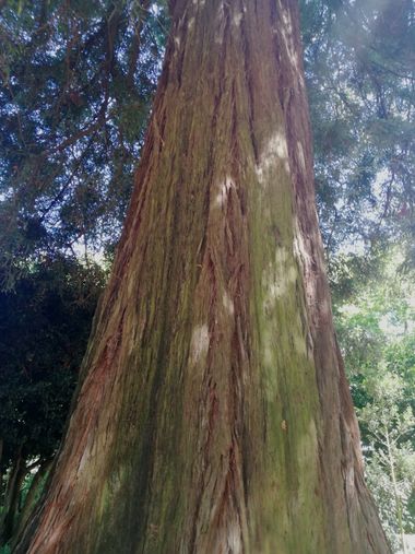 Carmen  en Hamelin: Flora  (O Sar), Sequoia sempervirens, #arboles 
#jardinbotanico 