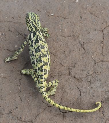 Solerantonio2 en Hamelin: Fauna  (La Marina), Reptil