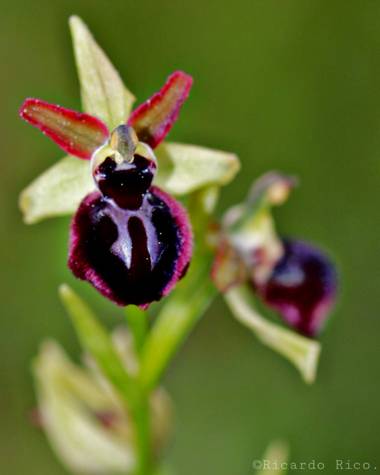 Rricoparrillas en Hamelin: Flora  (Dosrius), Ophrys passionis, Orquídea
#flora2021 