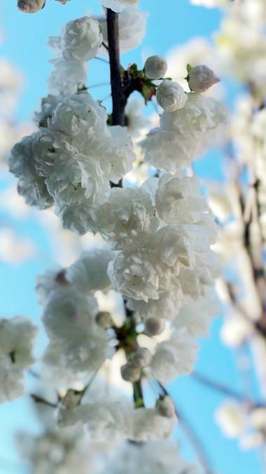 Paula.mp en Hamelin: Flora  (Majadahonda), #flora21 