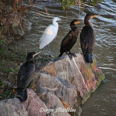Diego en Hamelin: Fauna  (Zaragoza), Phalacrocorax carbo (Linnaeus, 1758), #garcetacomun #cormorangrande #aves #ebro #canon #zaragoza 