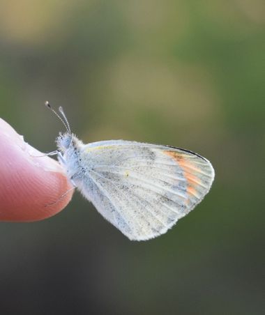 Beethovenzujo_86 en Hamelin: Fauna  (Murcia), La Colotis

#nature #naturaleza_spain #naturalezamurcia #colotisevagore #butterfly #mariposa #naturaleza 