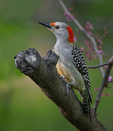 Ignicapillus en Hamelin: Fauna  (Lucas County), Carpintero de Carolina

Entre Norte, Centro y Sudamérica existen 23 carpinteros del género Melanerpes, algu...