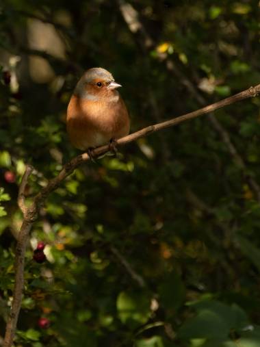 Emilu6284 en Hamelin: Fauna  (Nuneaton), Fringilla coelebs Linnaeus, 1758, @emilu6284 
