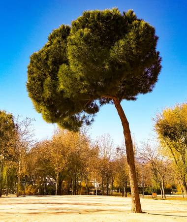 Gmijares18 en Hamelin: Paisaje  (Las Rozas de Madrid), #paisajesyjardines #LasRozas #madridmola 