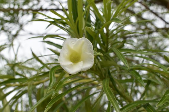 Solerantonio2 en Hamelin: Flora  (Gádor), Planta