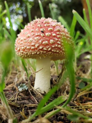Dianarubiot en Hamelin: Observación  (La Calera), #amanitamuscaria 