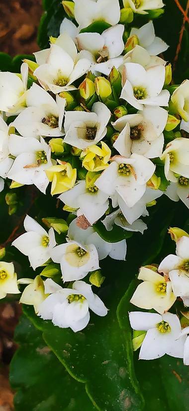 Mcjarama en Hamelin: Flora  (Benidorm), Flor#vida#primavera#alegria#color#