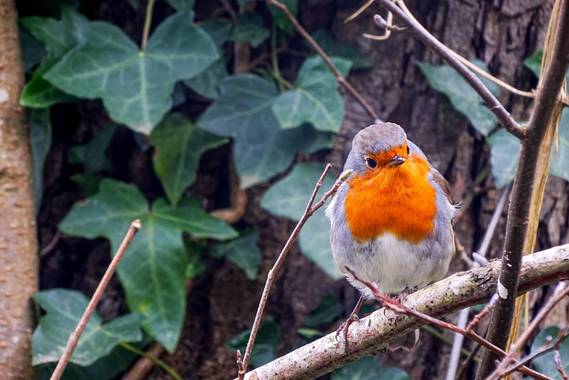 Eritz.cortazar en Hamelin: Fauna  (Bilbao), Erithacus rubecula (Linnaeus, 1758), Petirrojo 🐦

#erithacus #erithacusrubecula #ave #aves21 #bird #birdphoto ...