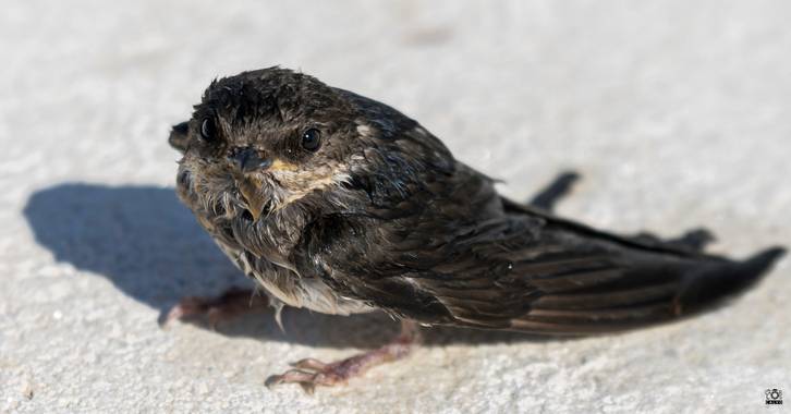 Acorazado3000 en Hamelin: Fauna  (Priego de Córdoba), Delichon urbicum (Linnaeus, 1758), ¡¡Chapuzon¡¡, este polluelo de golondrina lo saque del agua, tuvo...
