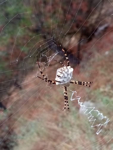 Sayurigion en Hamelin: Fauna, Argiope lobata (Pallas, 1772), Carlota la araña