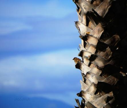 Lightscomeon en Hamelin: Paisaje  (Málaga), Seres del aire.


#pajaro #palmera #cielo #azul #nubes #naturaleza 