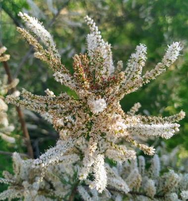 Ioana Trif en Hamelin: Flora  (Rociana del Condado), Flor #flora21 #arbusto #abril 