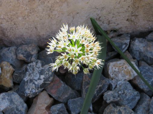 Solerantonio2 en Hamelin: Flora  (Almería), Planta