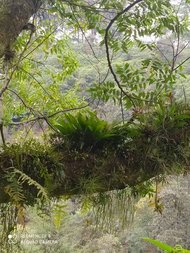 LuisSandoval en Hamelin: Flora  (Xico), Orquídea 
