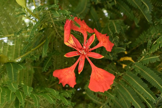 Solerantonio2 en Hamelin: Flora  (Almeria), Planta