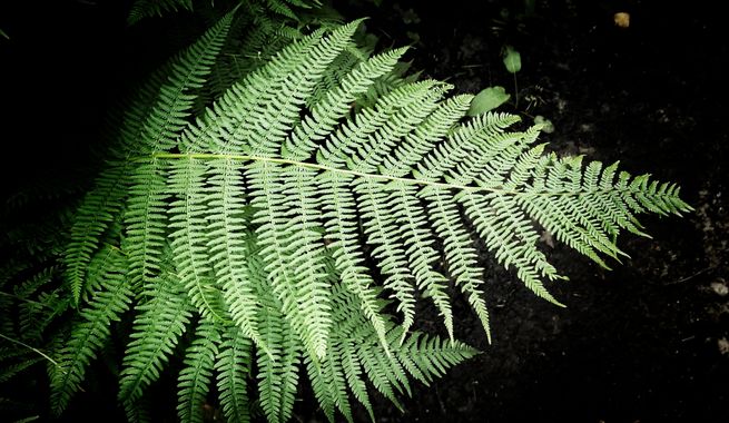 Eva.160968 en Hamelin: Flora  (Vigo), Athyrium filix-femina, #helecho 