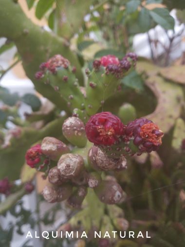 Alquimia Natural en Hamelin: Flora  (Marina de Cudeyo), #verano2022 