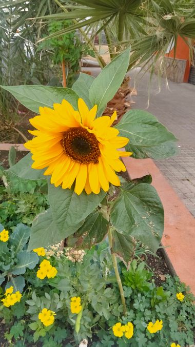 Solerantonio2 en Hamelin: Flora  (Los Molinos), Girasol amarillo