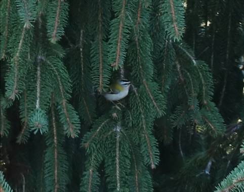 jvillaonline en Hamelin: Fauna  (Caldas de Reis), Regulus ignicapilla (Temminck, 1820), Pájaro.Noviembre 2020.