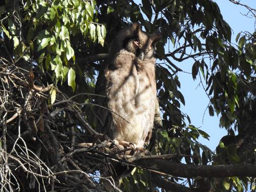 olaya96fg en Hamelin: Fauna  (Narok), Bubo lacteus (Temminck, 1820), #Aves21
