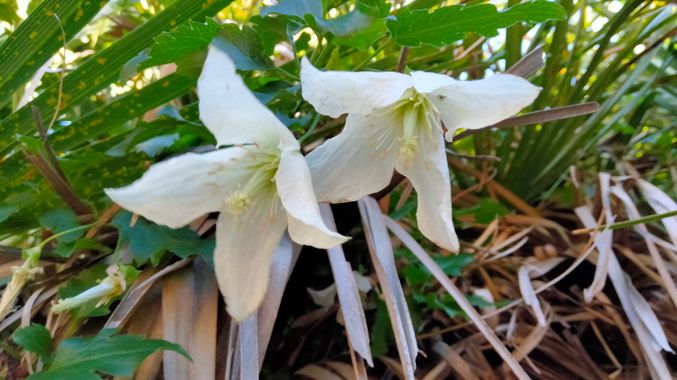 Solerantonio2 en Hamelin: Flora  (Níjar), Clematis cirrhosa, Planta