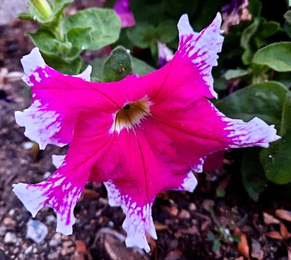 Naomi en Hamelin: Flora  (Barberà del Vallès), Petunia x hybrida, #flores 